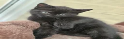 Mixed Breed cats for sale: Ragdol mix Kittens  - Advert 5