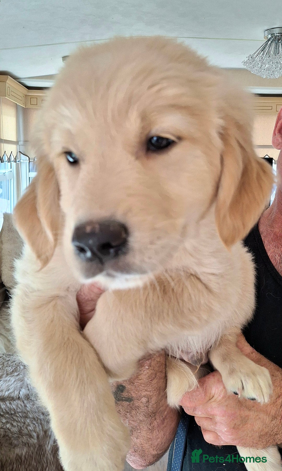 Golden Retriever dogs for sale: Golden Retreiver Puppies  - Image 7