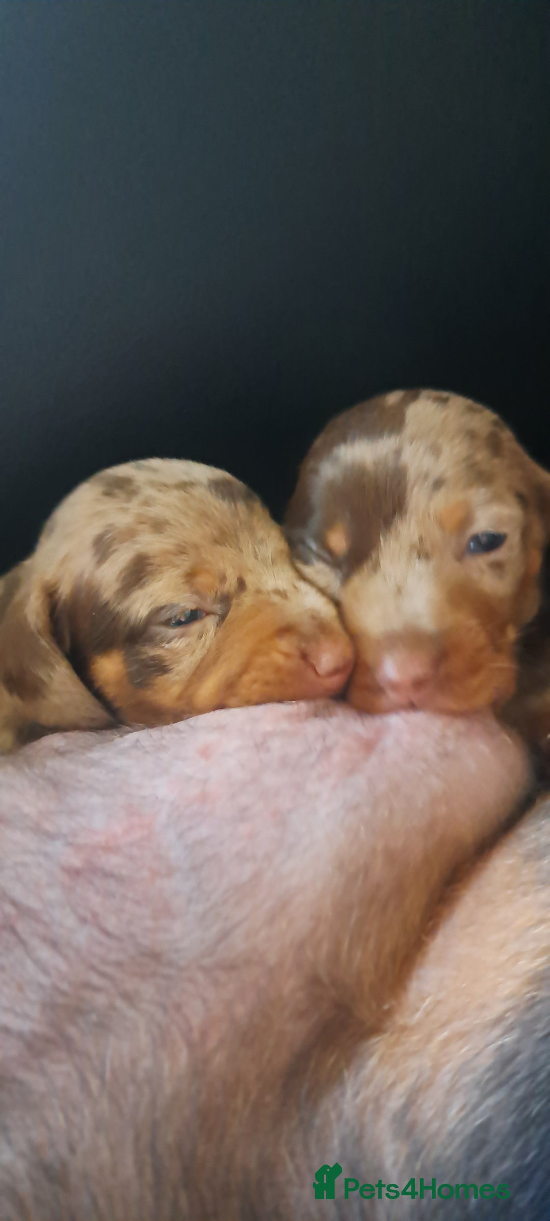 Dachshund dogs for sale: STUNNINGLY,  GORGEOUS DACHSHUND PUPPIES 🐶 😍  - Image 19