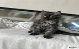 Ragcoon cats for sale: ⭐️RAGCOON FEMALE ⭐️ READY NOW - Image 1