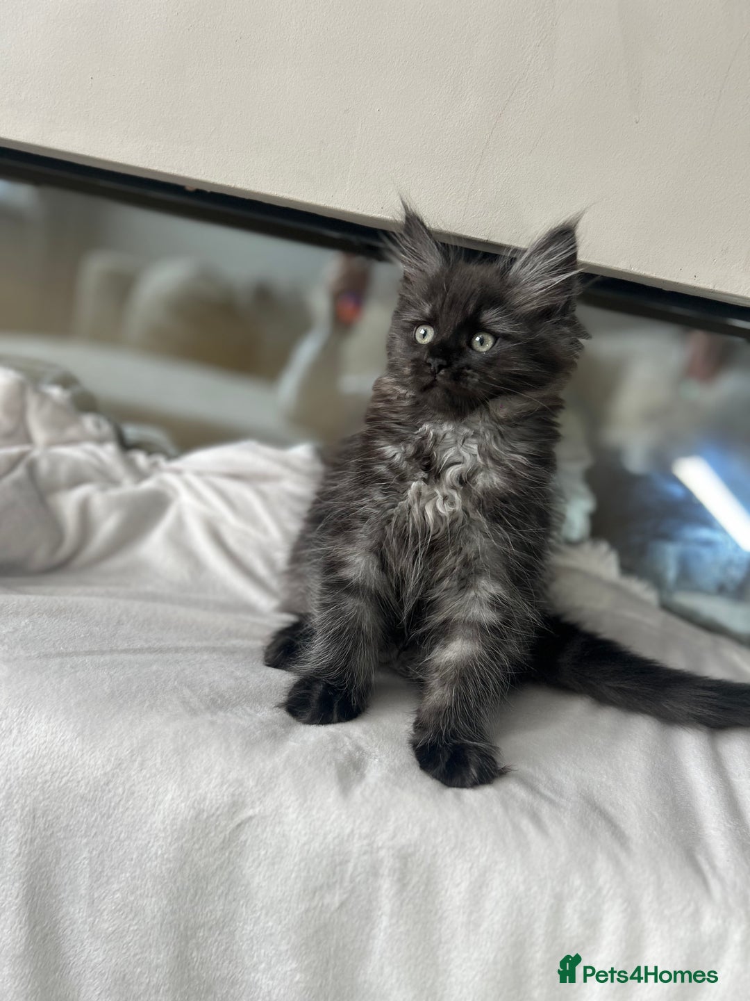 Ragcoon cats for sale: ⭐️RAGCOON FEMALE ⭐️ READY NOW - Image 1