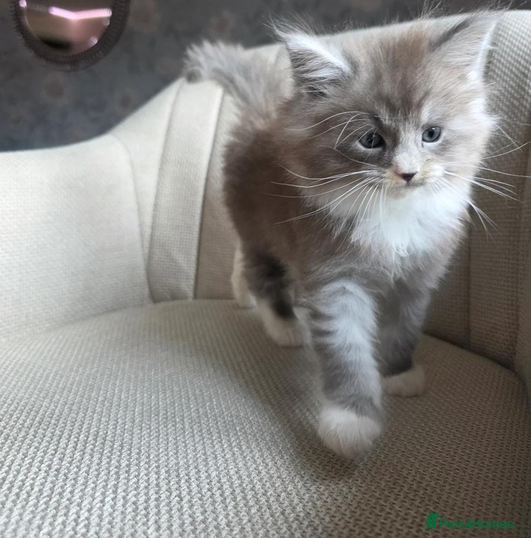 Ragcoon cats for sale: Adorable Maine Coon x Ragdoll Kittens - Advert 13