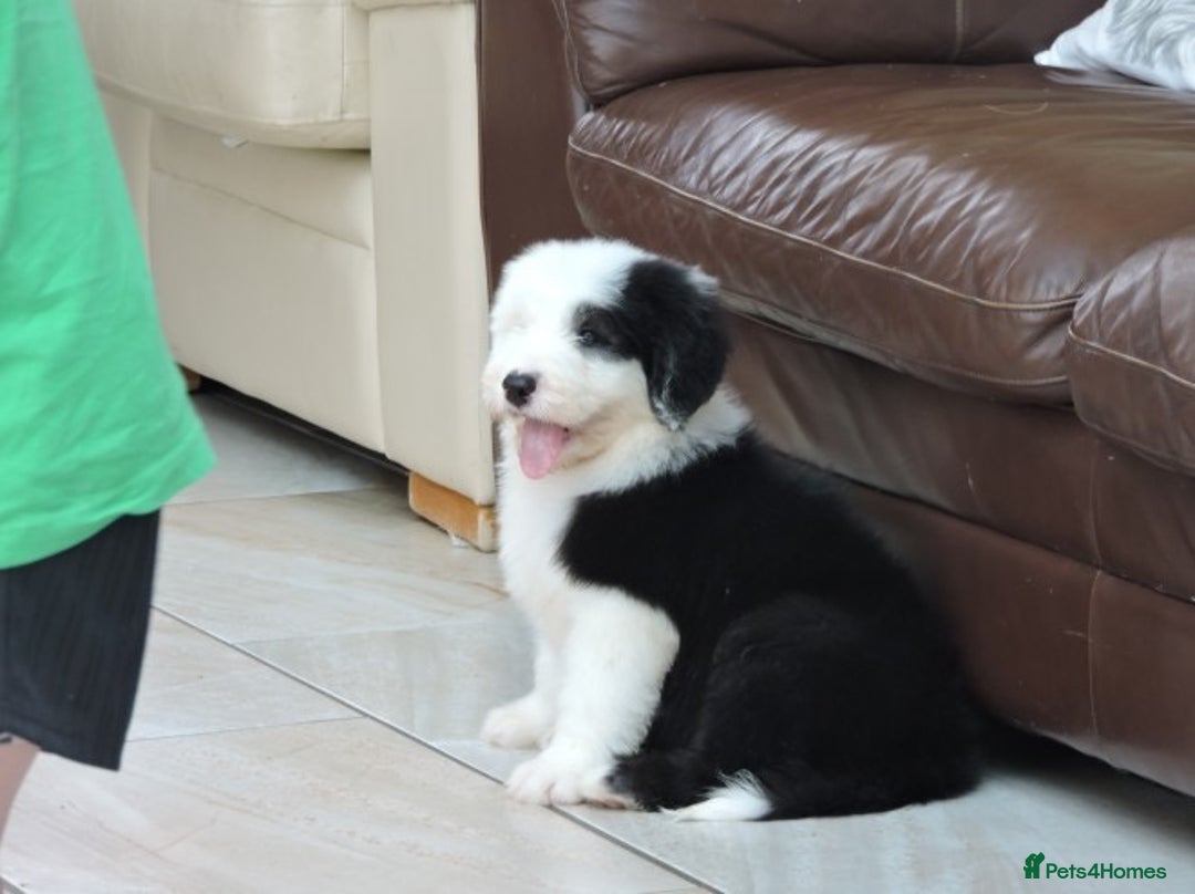 Old English Sheepdog dogs for sale: Quality Homes Only!!!Old English Sheepdog Pups. - Image 7