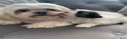 Shih Tzu dogs for sale: Shi Tzu. Lovley Boy - Advert 1