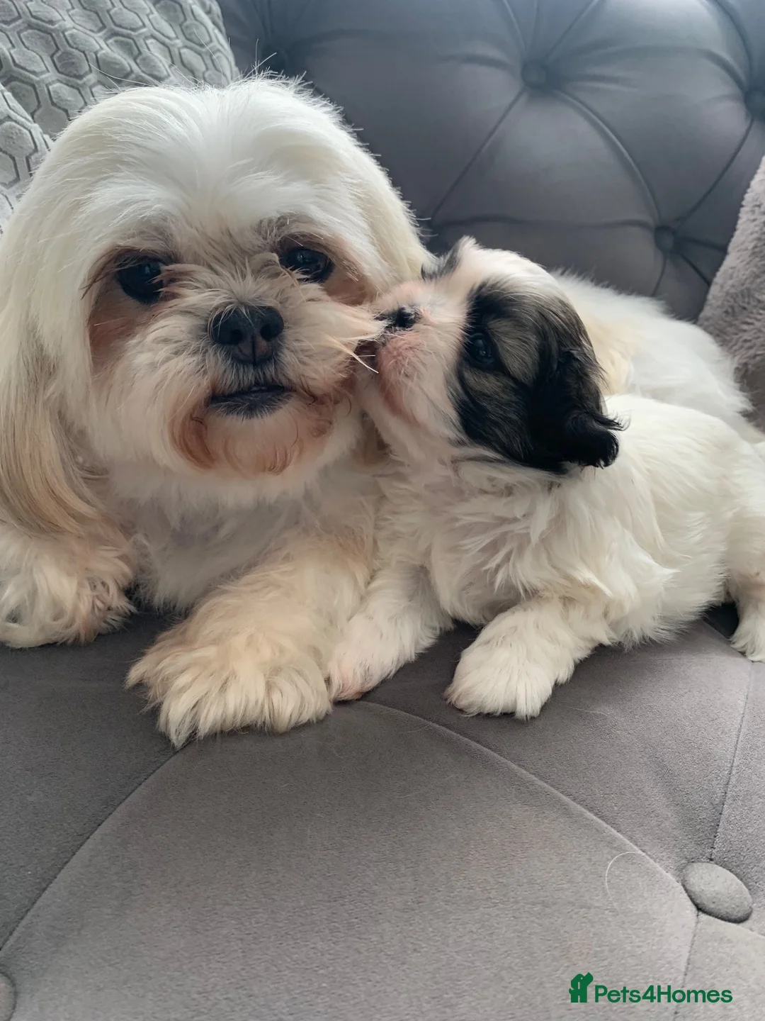 Shih Tzu dogs for sale: Shi Tzu. Lovley Boy - Advert 1
