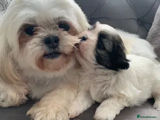 Shih Tzu dogs Shi Tzu. Lovley Boy - Advert 1