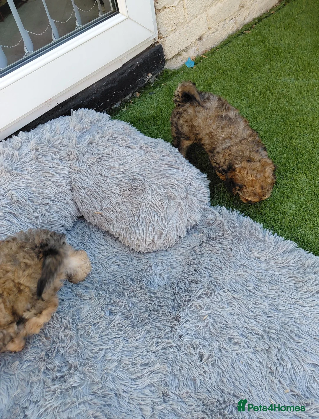 Maltipoo dogs for sale: CHOCOLATE & TAN MALTIPOO - Advert 19