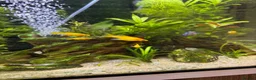 Mollies fish for sale: Orange Mollys  in Walsall - Advert 2