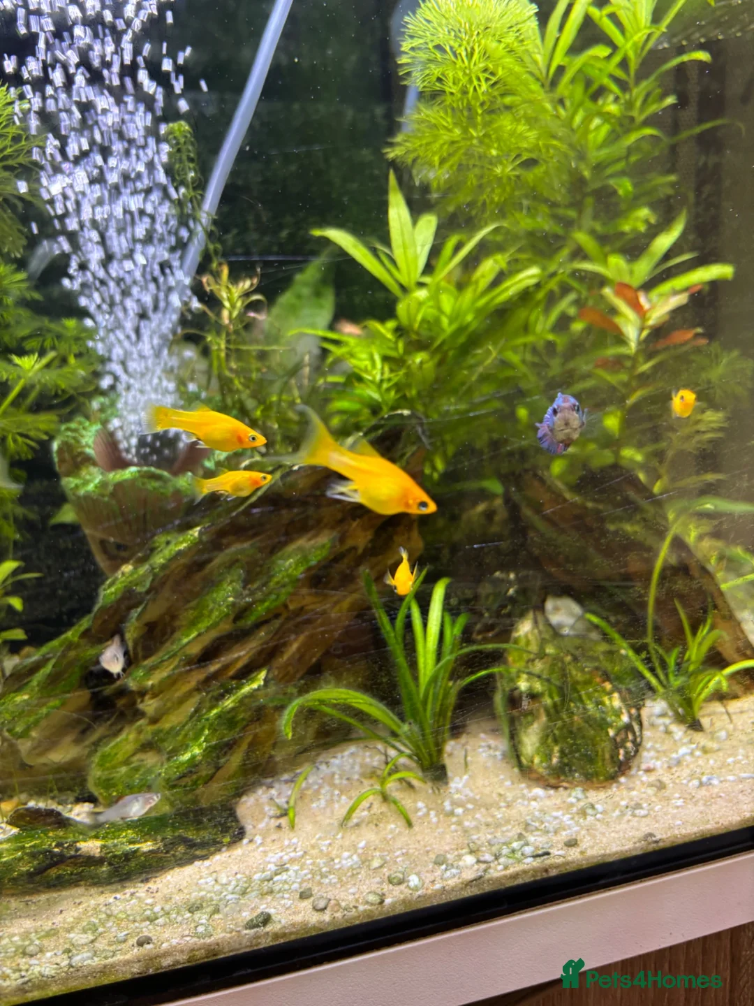 Mollies fish for sale: Orange Mollys  in Walsall - Advert 2