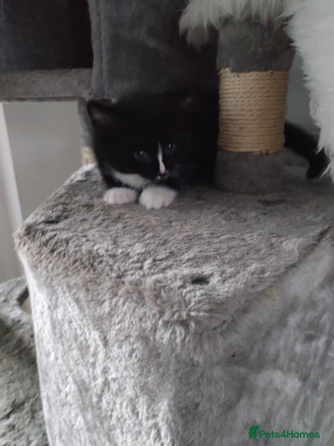 Mixed Breed cats for sale: 2 kittens ready to leave in 2 weeks - Image 7