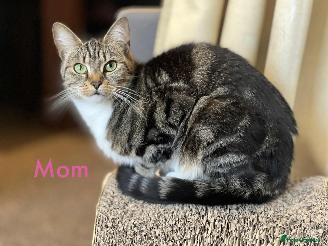 Maine Coon cats for sale: Beautiful Maine Coon Mix  - Image 15