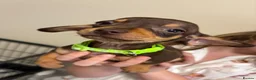 Miniature Dachshund dogs for sale:  Ready To Leave❤️Miniature Dachshund Puppies  - Advert 5