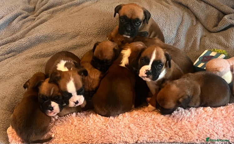 Boxer dogs - Advert 1