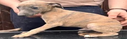 Whippet dogs for sale: Outstanding whippet puppies. - Advert 10