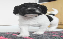 Cockapoo dogs for sale: Bouncy black & white Cockapoo - Image 9