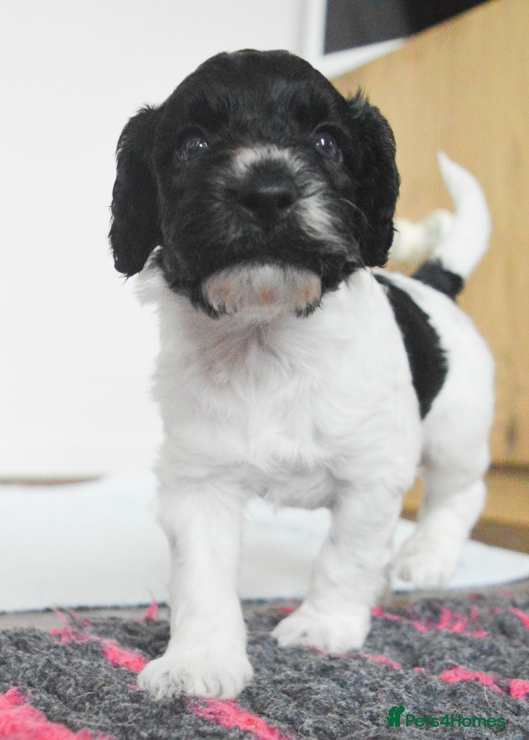 Cockapoo dogs for sale: Bouncy black & white Cockapoo - Image 9