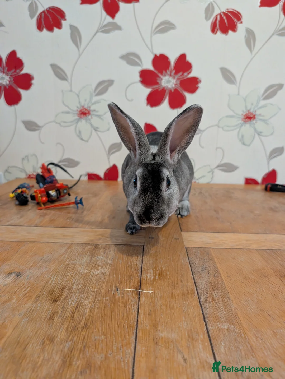 Rex rabbits for sale: 1 Rex Buck Left - Advert 2