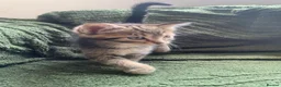 Mixed Breed cats for sale: Gorgeous Female kittens  - Advert 9