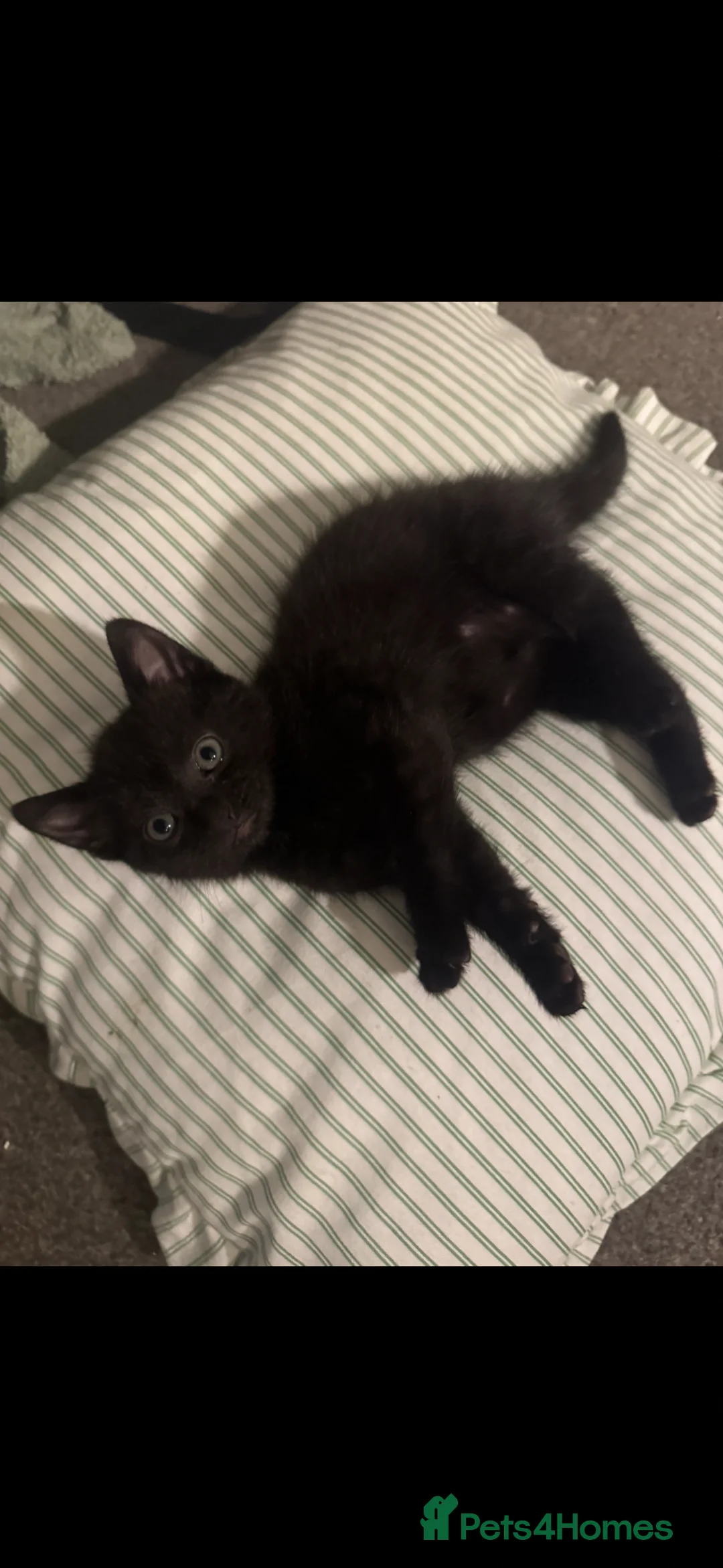 British Shorthair cats for sale: 2 beautiful boys for sale  - Advert 2