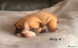 English Bulldog dogs for sale: Kc reg English bulldog puppies 🏴󠁧󠁢󠁥󠁮󠁧󠁿 - Image 13