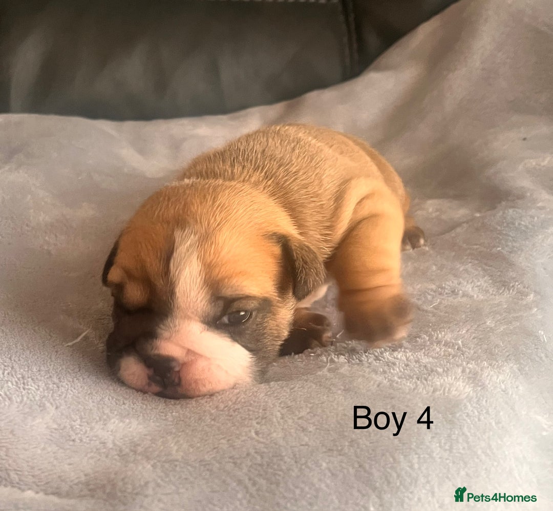 English Bulldog dogs for sale: Kc reg English bulldog puppies 🏴󠁧󠁢󠁥󠁮󠁧󠁿 - Image 13