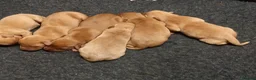 Labrador Retriever dogs for sale: Kc registered Labradors  in Pontypool - Advert 2