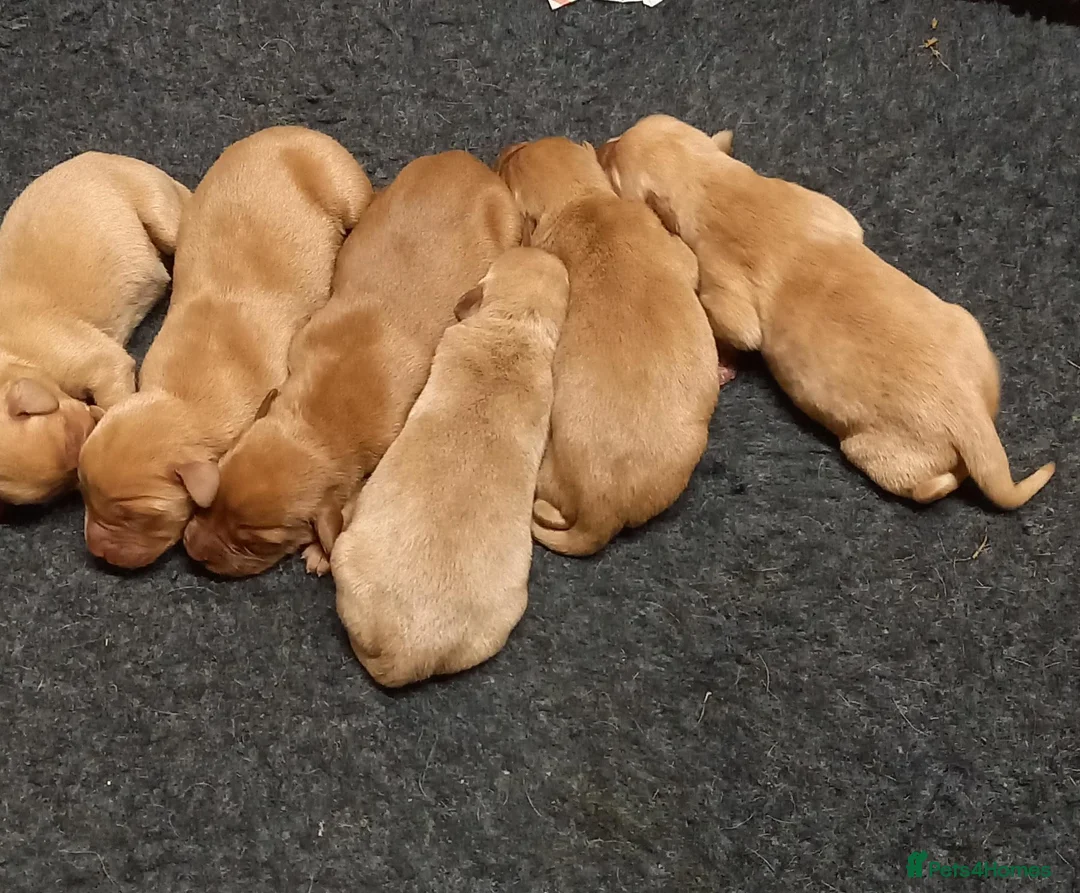 Labrador Retriever dogs for sale: Kc registered Labradors  in Pontypool - Advert 2