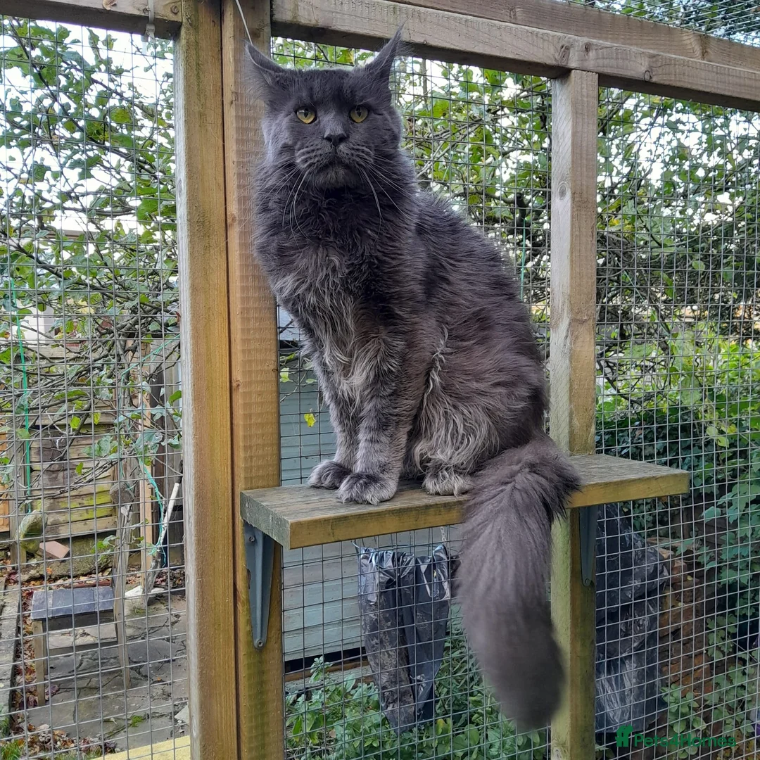 Maine Coon cats for sale: Solid white MaineCoon girl TICA - Advert 22