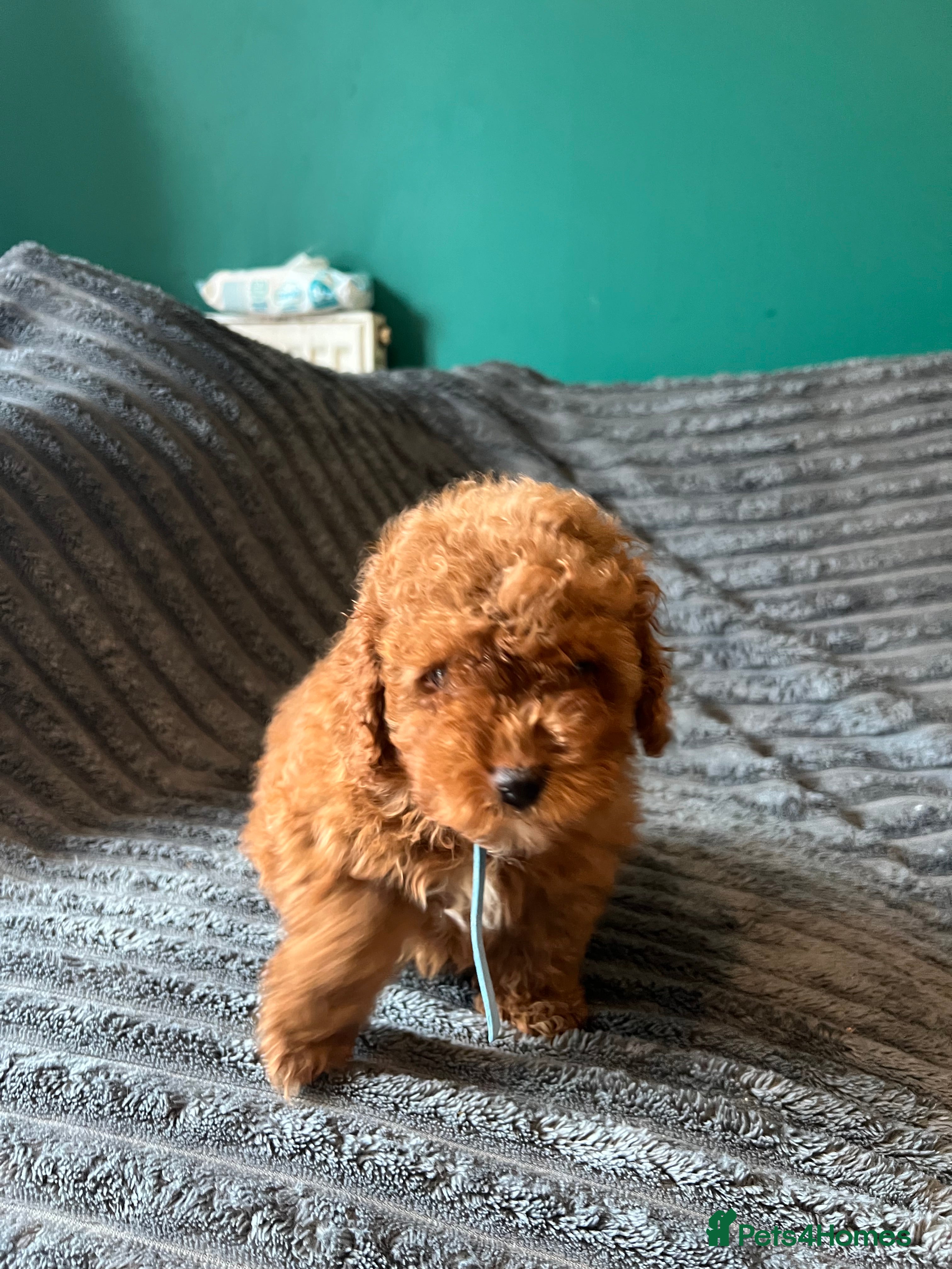 Cavapoo dogs PRICE ADJUSTED ⭐️2 boys left⭐️ - Advert 21