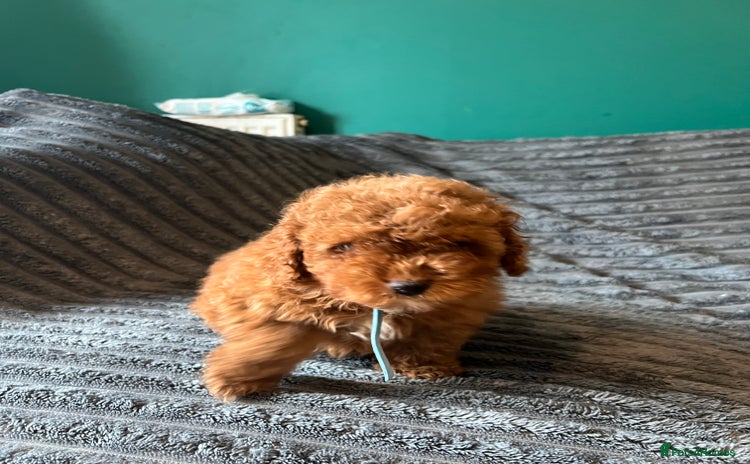 Cavapoo dogs - Advert 11