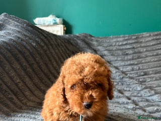 Cavapoo dogs - Advert 23