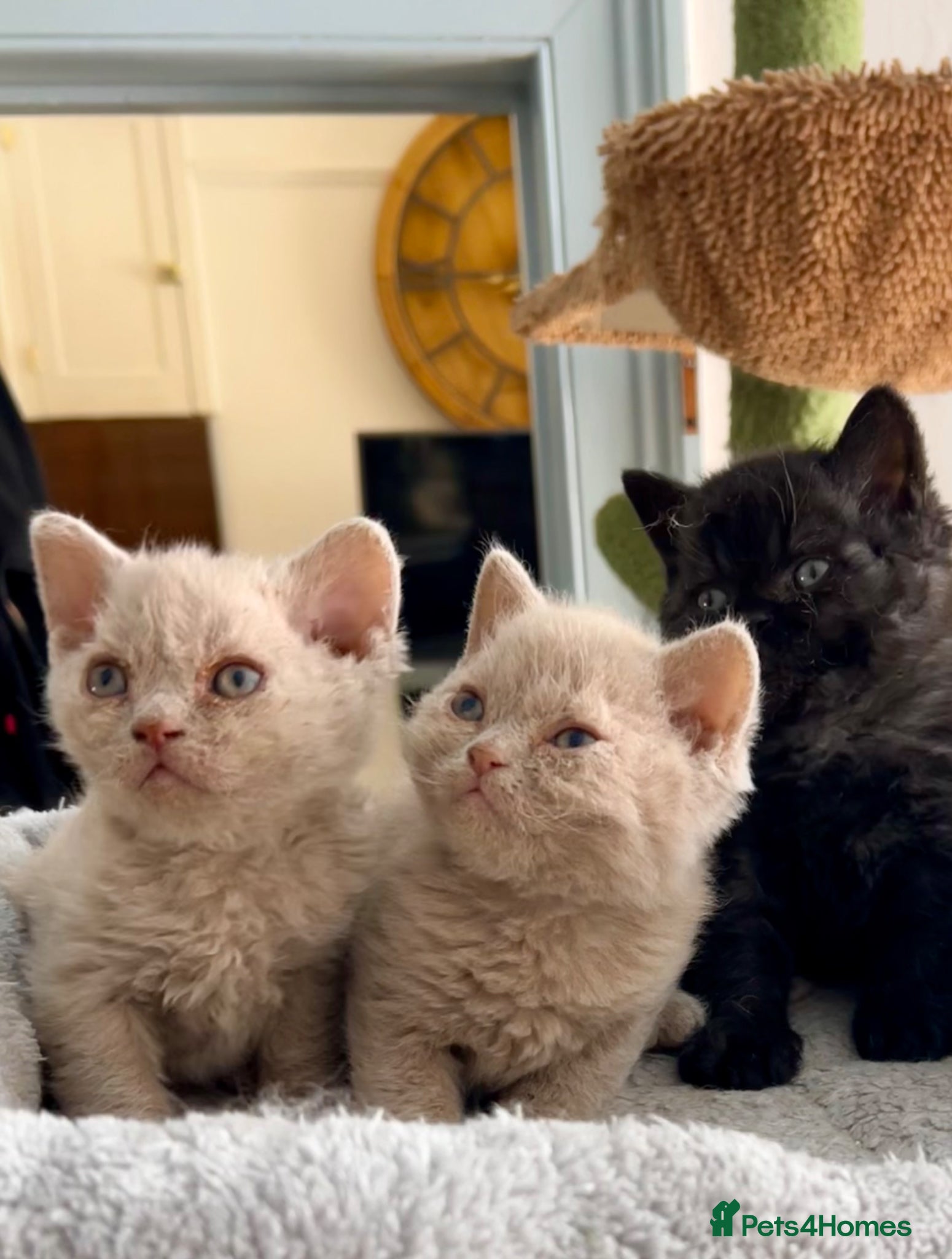 Selkirk Rex cats Selkirk rex great personality  - Advert 3