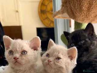 Selkirk Rex cats Selkirk rex great personality - Advert 3