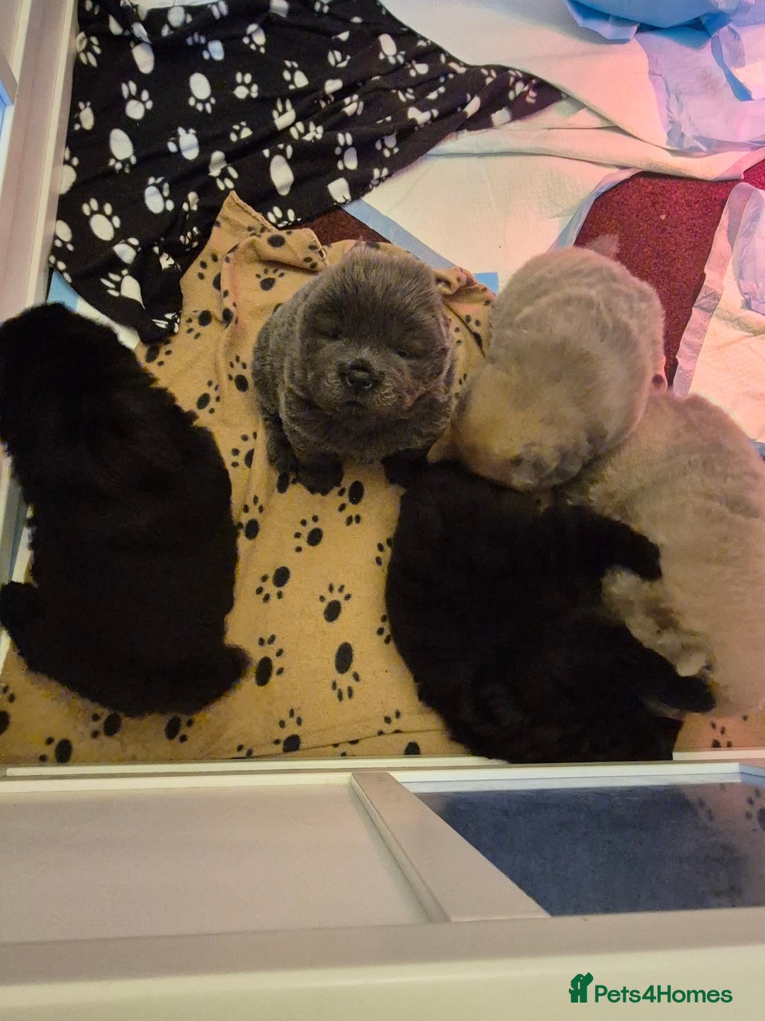 Chow Chow dogs for sale: Adorable Chow Chow puppies. Ready soon. - Advert 8