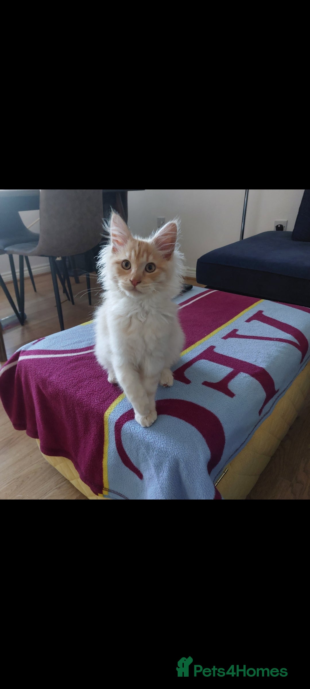 Maine Coon cats Maine coon kitten - Advert 1