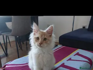 Maine Coon cats Maine coon kitten - Advert 1