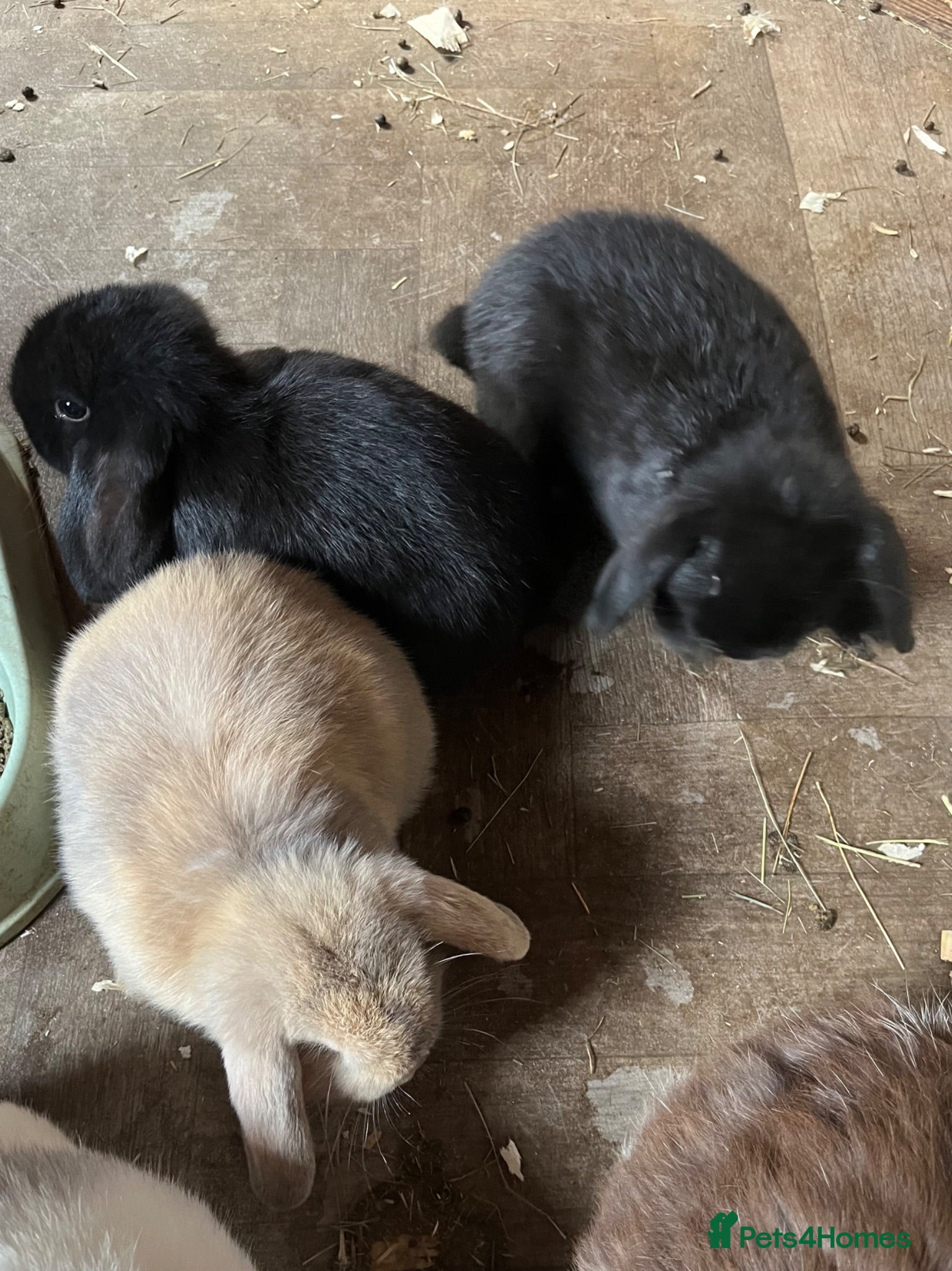 Mini Lop rabbits Beautiful Minilop babies - Advert 12