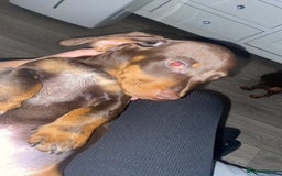 Dachshund dogs for sale: dashounds boys choc and tan - Image 16