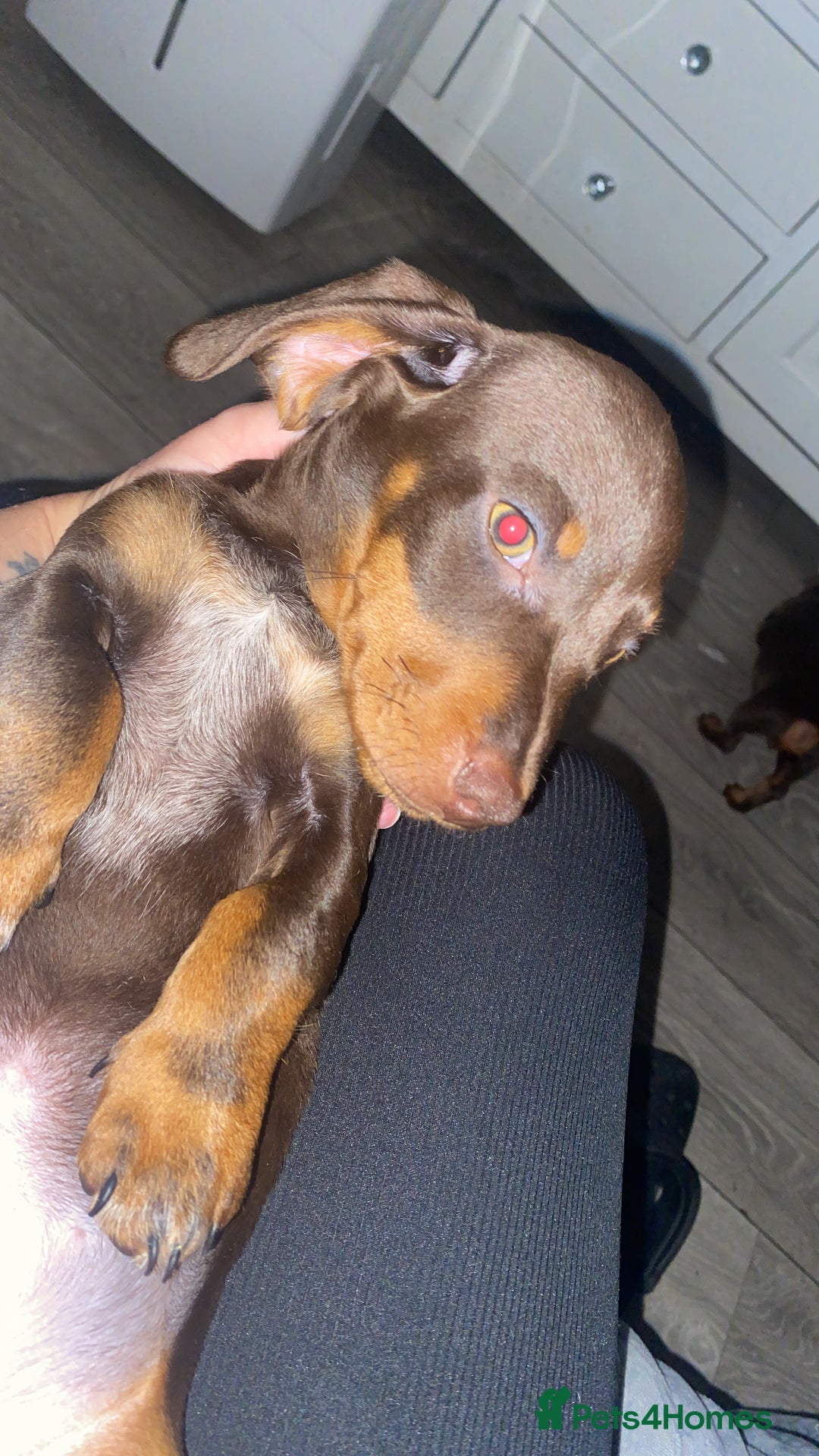 Dachshund dogs for sale: dashounds boys choc and tan - Image 16