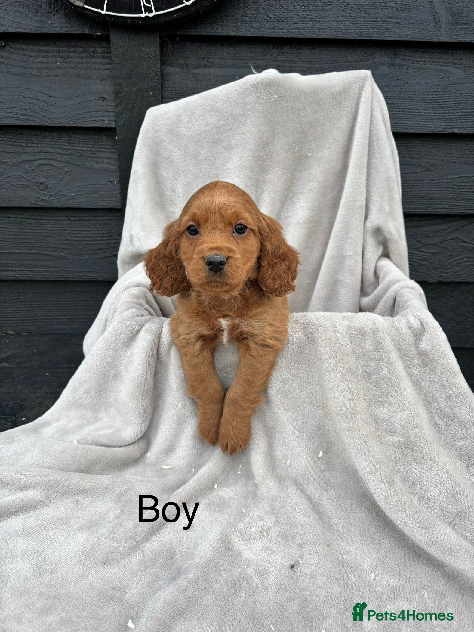 Cocker Spaniel dogs 5 beautiful kc reg cocker spaniel puppies  - Advert 17