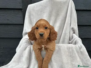 Cocker Spaniel dogs 5 beautiful kc reg cocker spaniel puppies - Advert 17