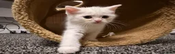 Mixed Breed cats for sale: British Shorthair x Longhair kittens - Advert 34
