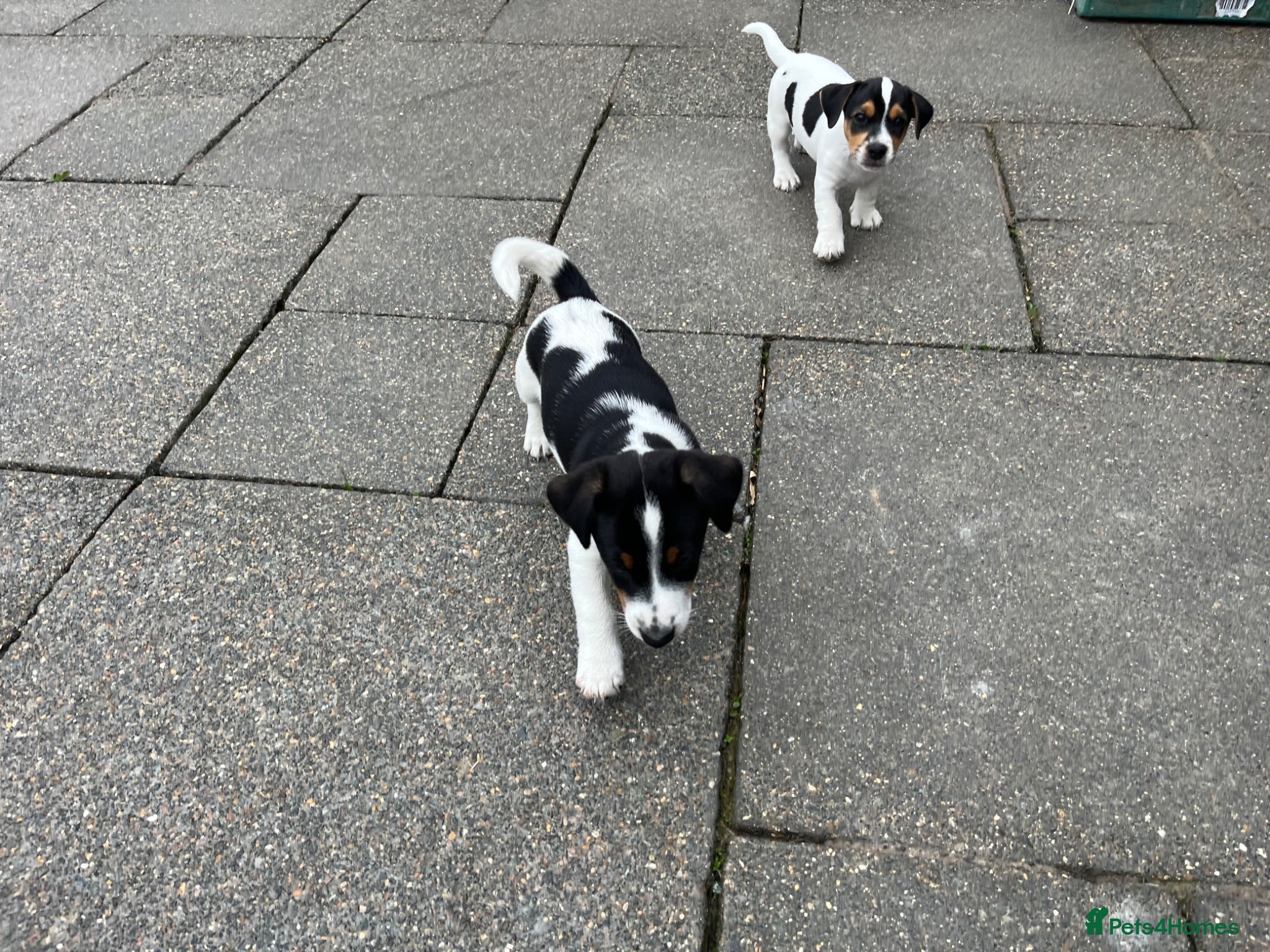 Jack Russell dogs jack russell puppies  - Advert 2