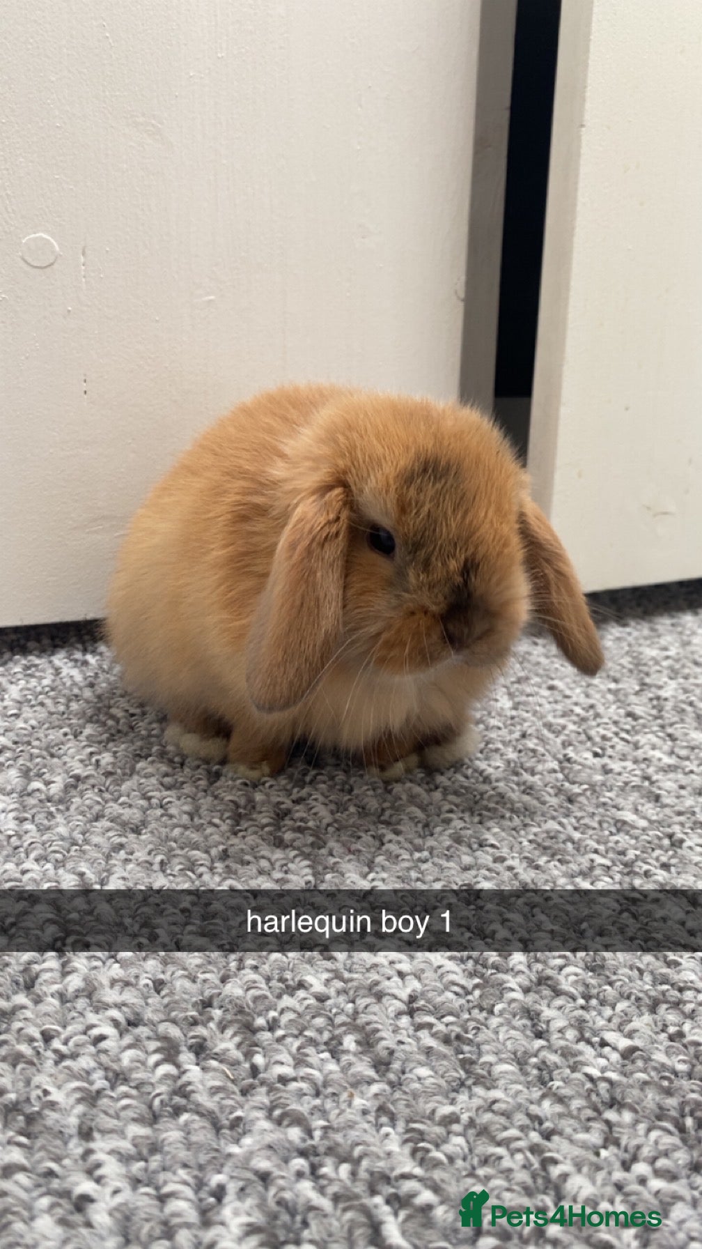 Mini Lop rabbits Mini Lop Babies Ready To Reserve  - Advert 18