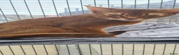 Abyssinian cats for sale: Beautiful pedigree tica abyssinian kittens - Advert 7