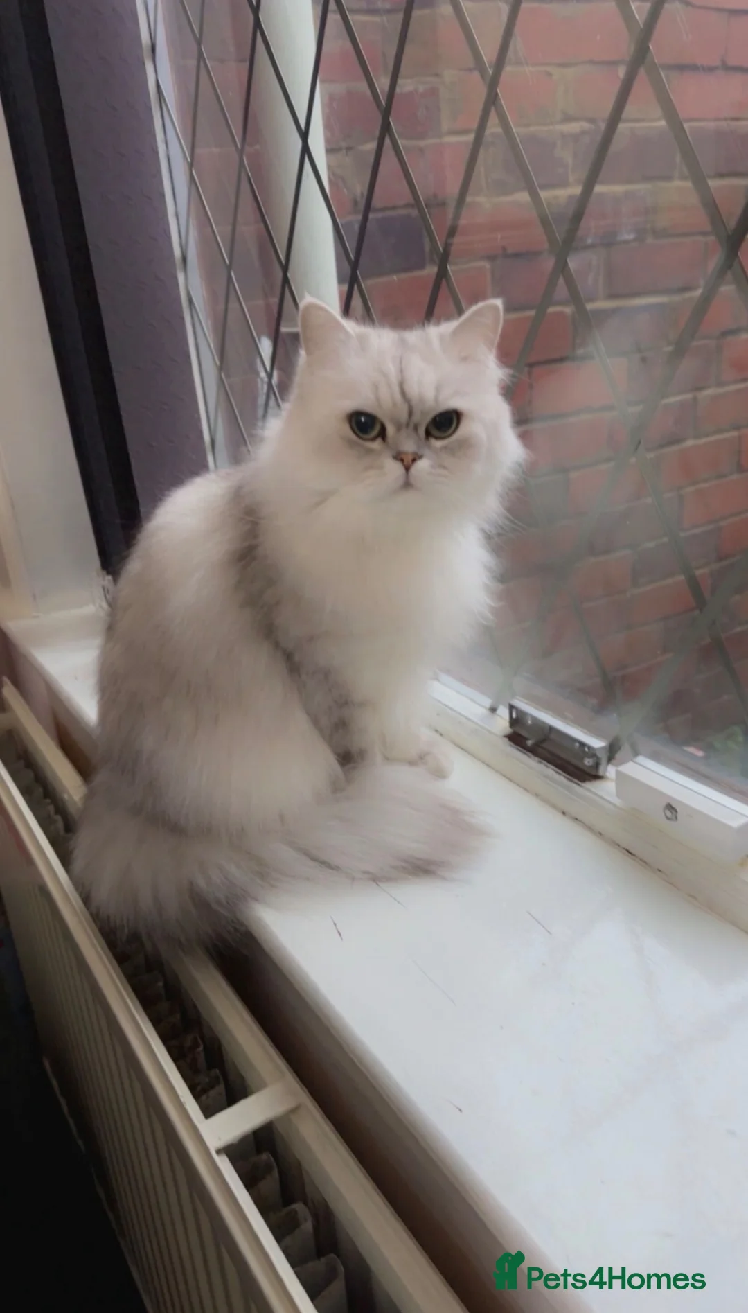 Persian cats for sale: *URGENT* Beautiful Male Persian cat - Advert 2