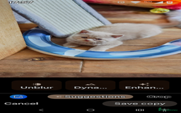 British Longhair cats for sale: Cinnamon bi colour longhair  - Image 20