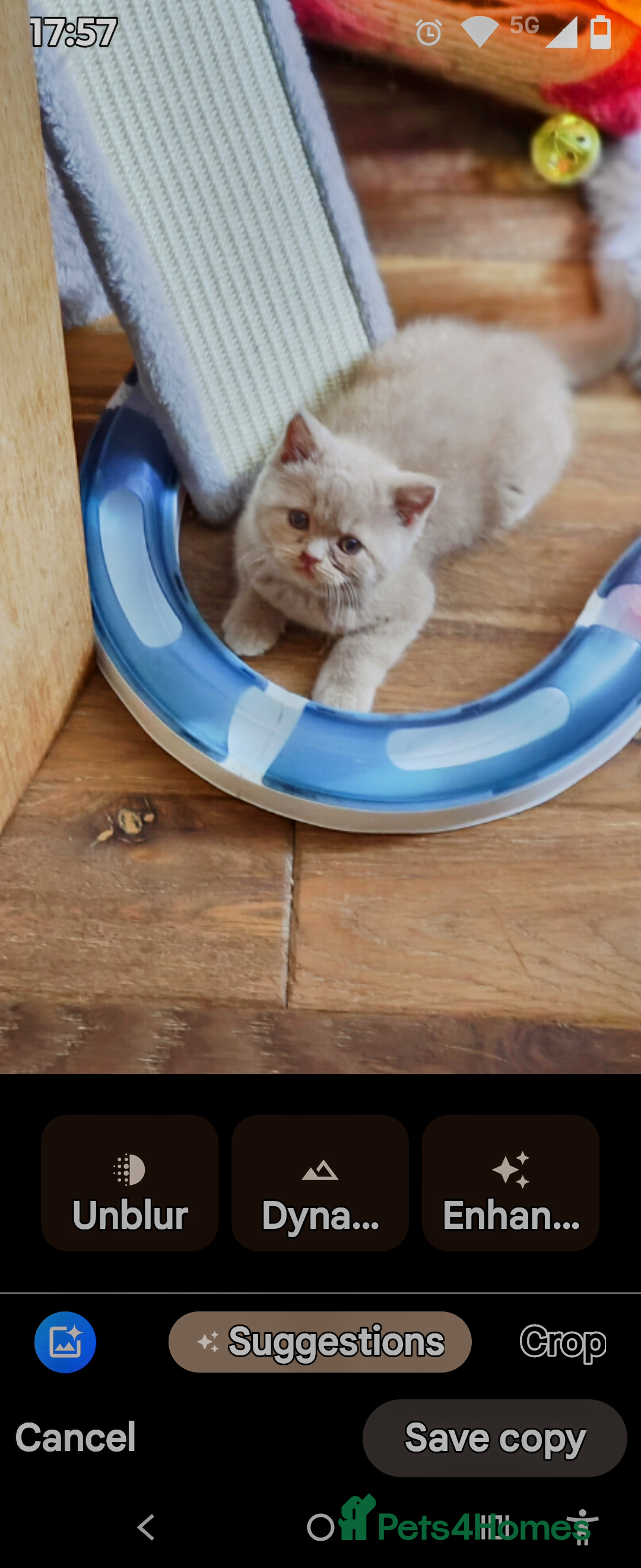 British Longhair cats for sale: Cinnamon bi colour longhair  - Image 20
