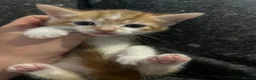 Mixed Breed cats for sale: Two gorgeous boy kittens ready to leave  - Advert 26