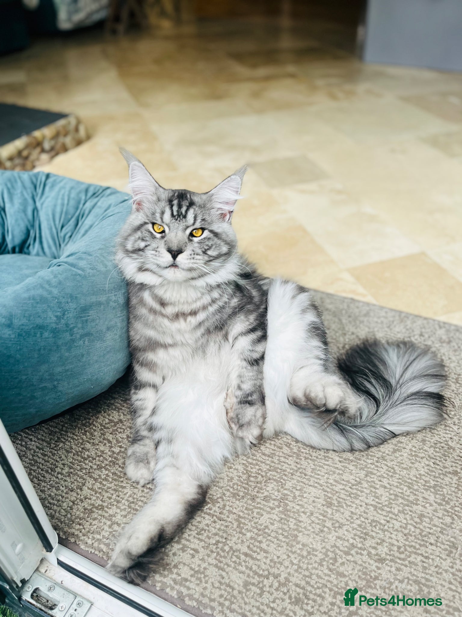 Maine Coon cats Full pedigree Maine Coon Kittens  - Advert 2